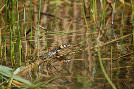 Уж на охоте