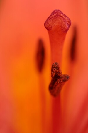 В СЕРДЦЕ ЦВЕТКА