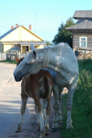 Лошадиная семья