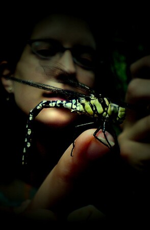 the DragonFly