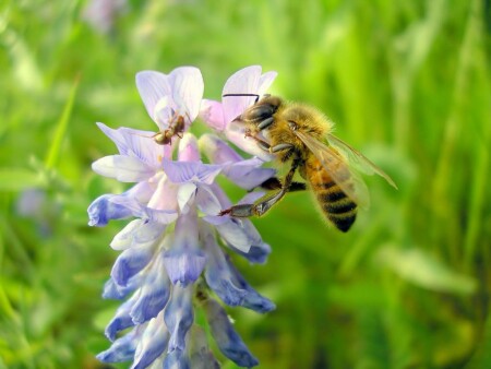 За добычей?
