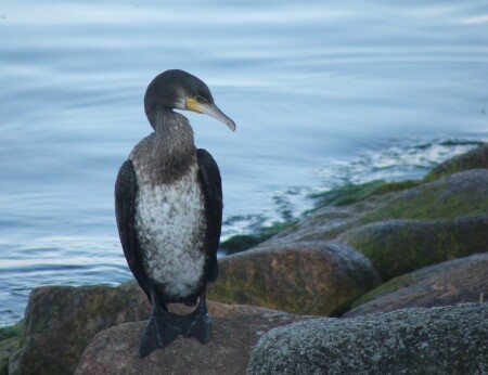 Весь в мыслях!