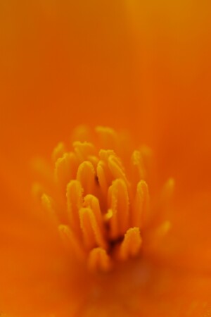 В СЕРДЦЕ ЦВЕТКА 2