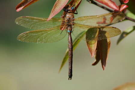 &quot; .. лето красное пропела..&quot;