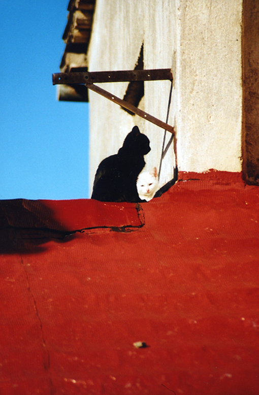 Белая кошка, черный кот