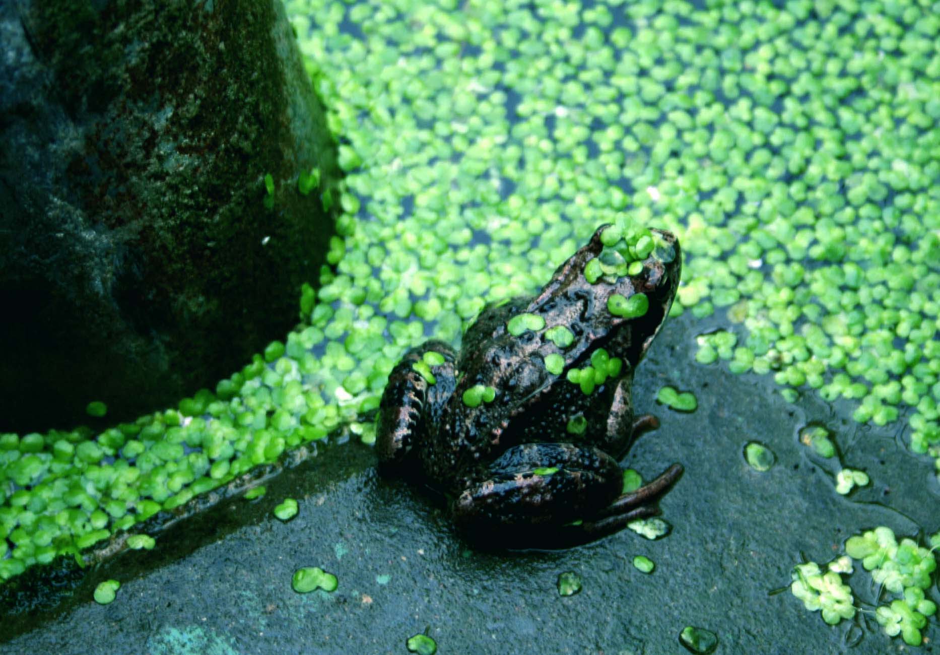 A frogg