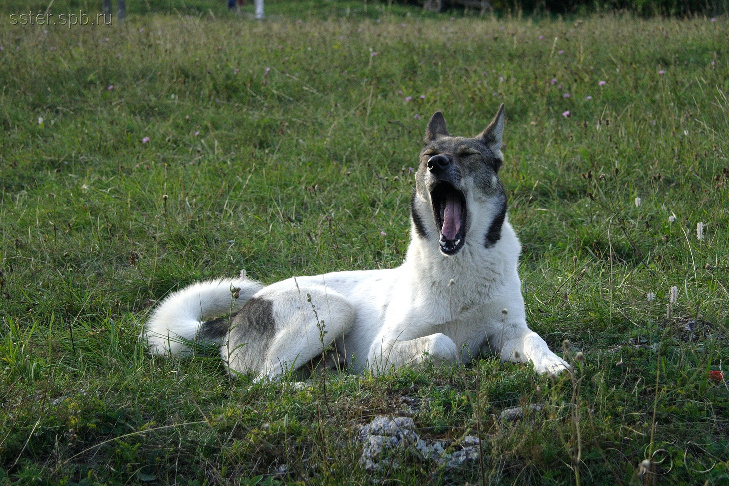 Сплюх 