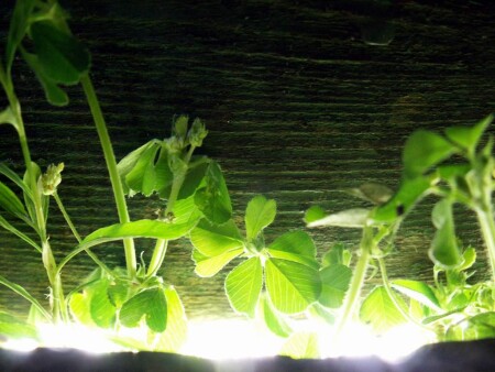 солнечный клевер