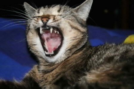 Вечно голодная :)