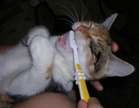 Про любовь к чистоте.