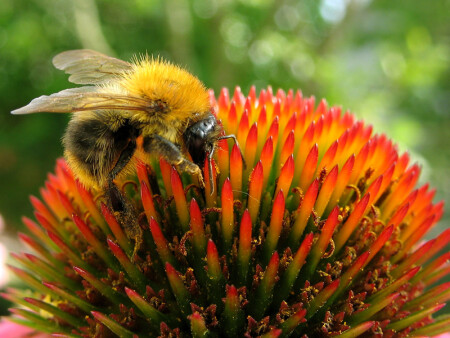 Не уколоться бы...