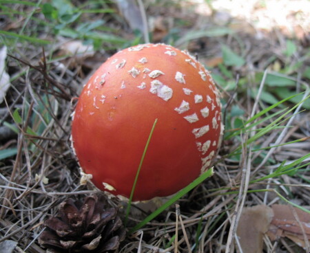 Снадобье берсерков