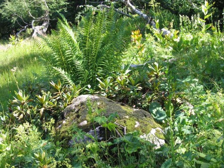 &amp;quot;зелененькая&amp;quot;