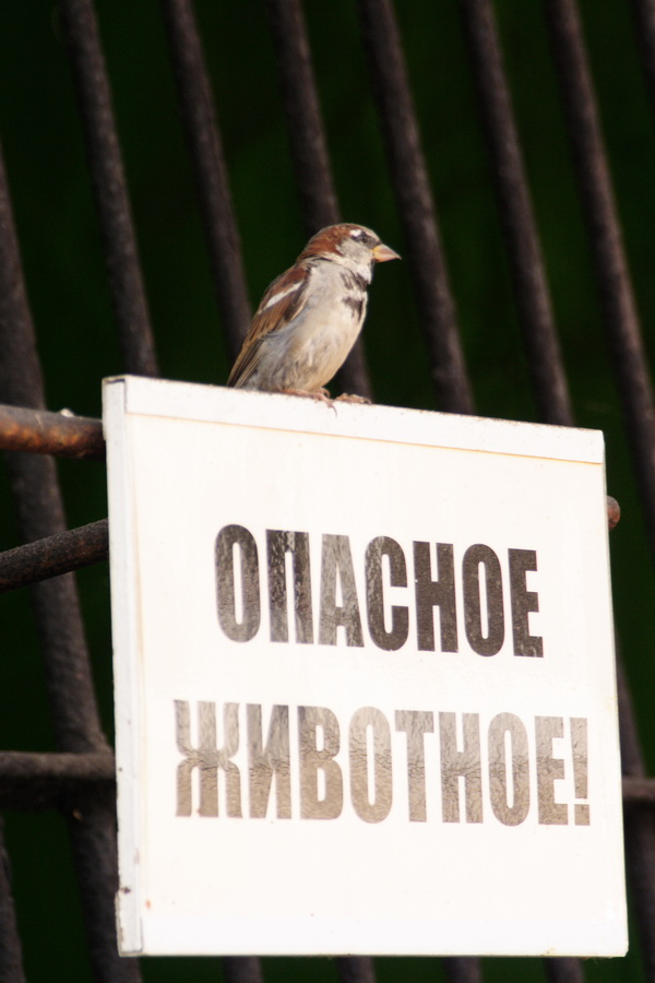 РЫРЫРЫРЫРЫРЫГЫГЫГЫГЫГЫ