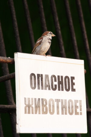 РЫРЫРЫРЫРЫРЫГЫГЫГЫГЫГЫ