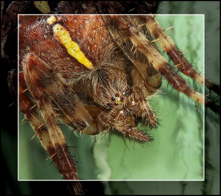 тать многоглазый