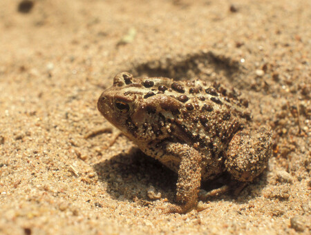 Bufo americanus