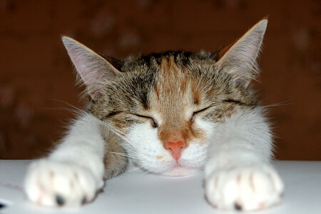 спящая красавица