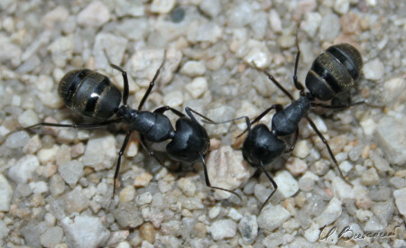 Есть контакт...