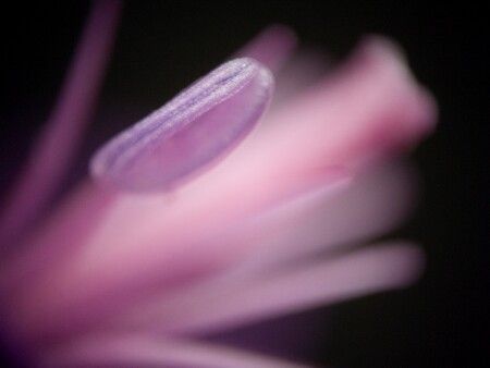 последняя ...