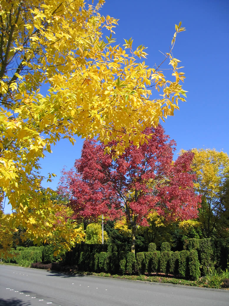The Red and The Yellow