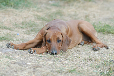 Моя собака породы РИДЖБЭК