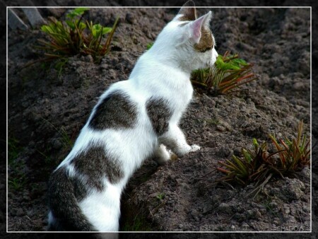 В дневном дозоре