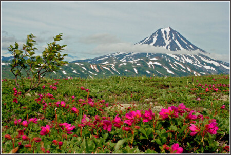Лето в Мутновской долине.