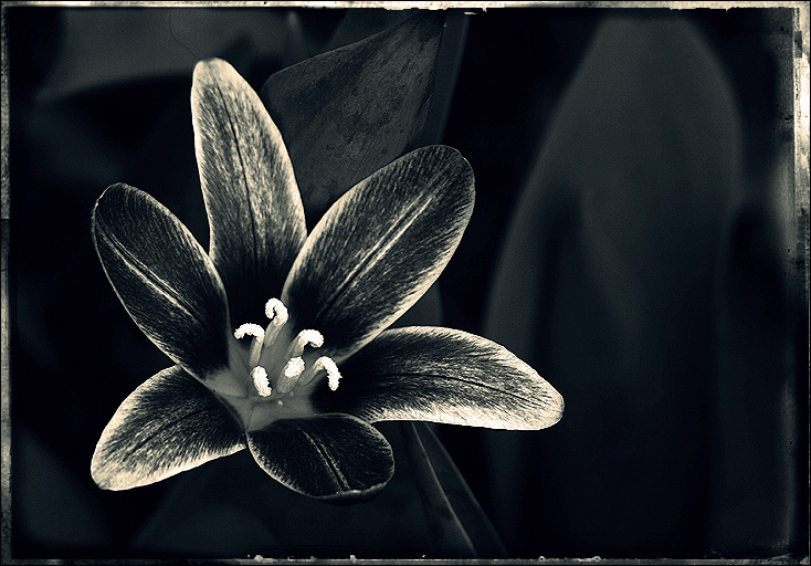 гербарий | la tulipe en argent