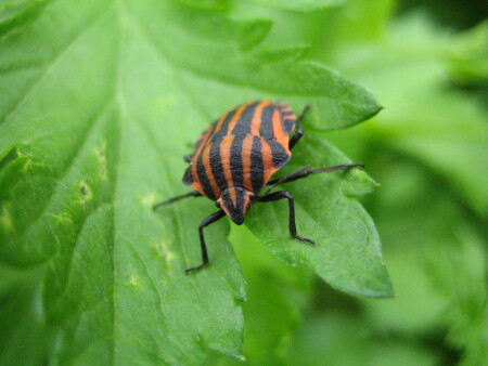 поласатый зверь