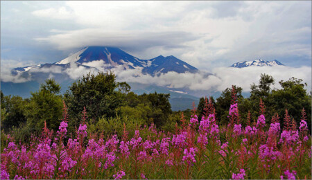 На Камчатке зацвел кипрей