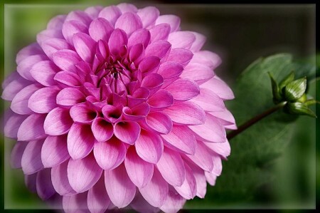 Розовый шар