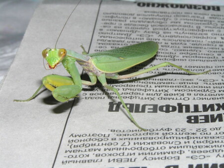 вечерняя газета