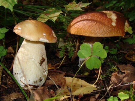 Сладкая парочка