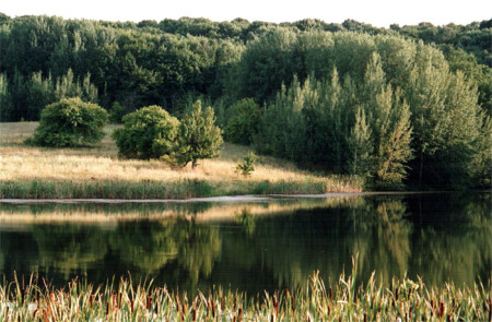 Зеркало природы