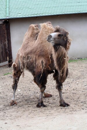 Корабль пустыни