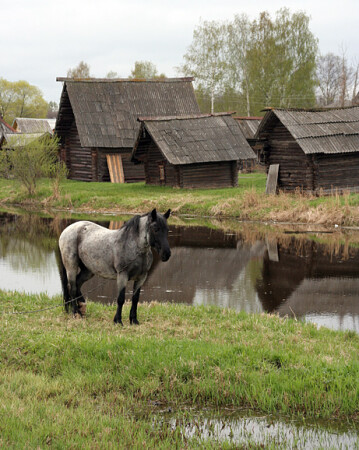 Лошадь и все