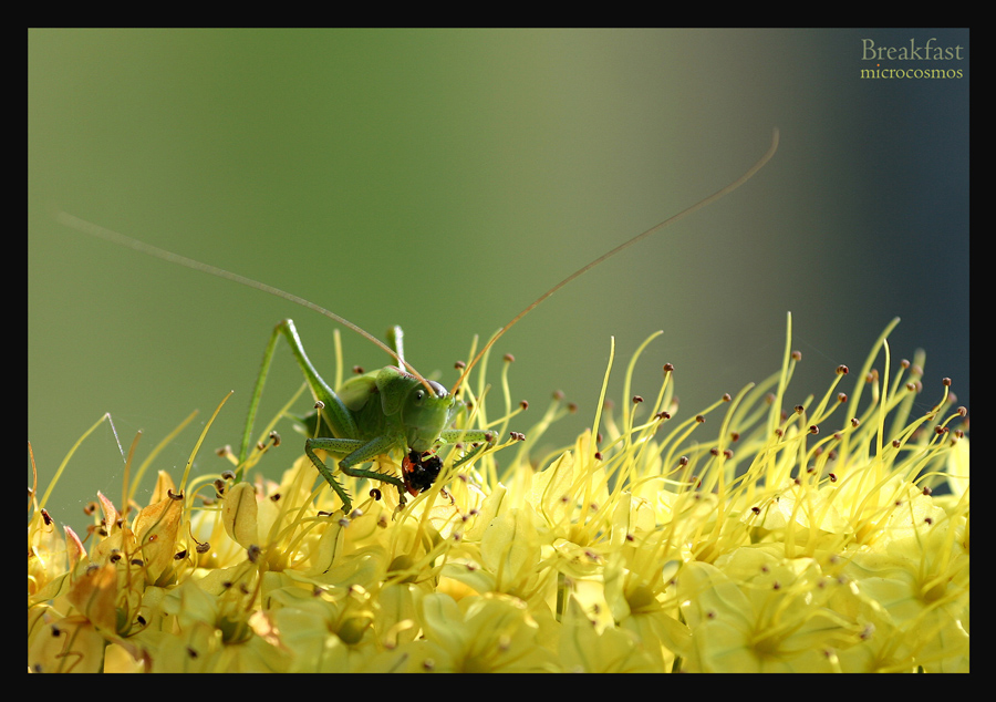 Breakfast microcosmos