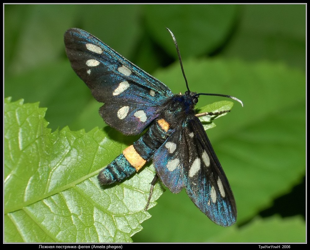 Ложная пестрянка Фегея (Amata phegea) 