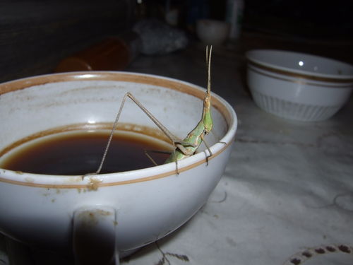 сюрприз в чашке кофе...