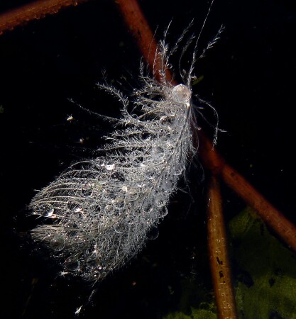 Swan feather