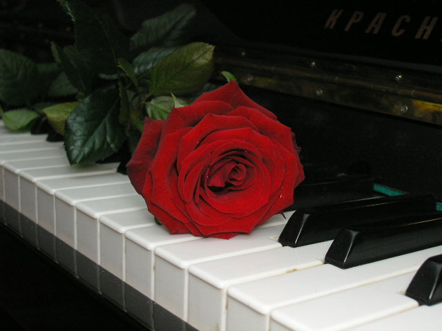 &quot;A Red,Red Rose...&quot;