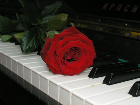 &amp;quot;A Red,Red Rose...&amp;quot;