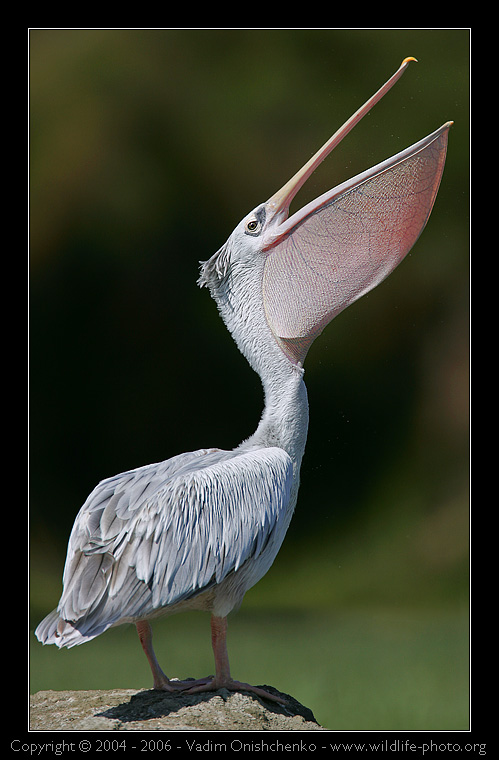 Пеликан рыжеватый - Pelecanus rufescens 