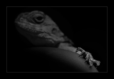 The Lizard