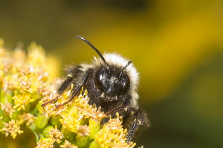 &amp;quot;Мохнатый шмель.. на душистый хмель..&amp;quot;