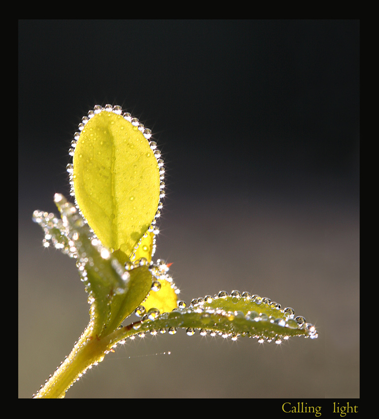 Calling light