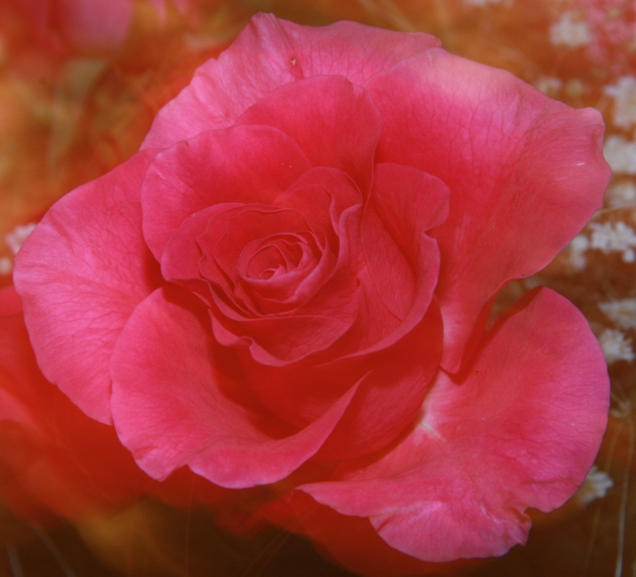 rose