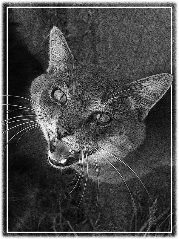 Кот Кеша