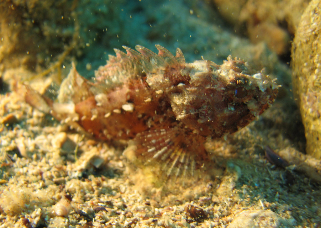 Морской ерш.